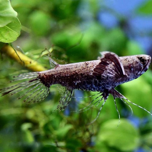 Pantodon buchholzi L - Poisson papillon africain